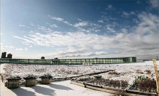 winter green roof.jpg